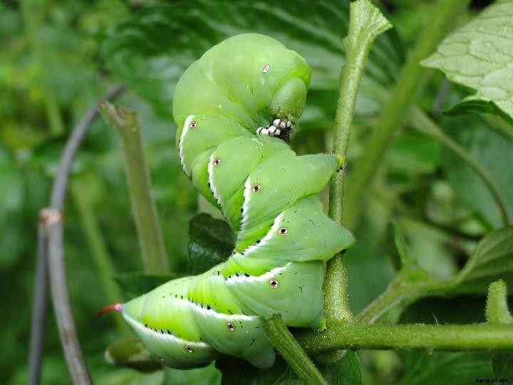 Tomato Hornworms