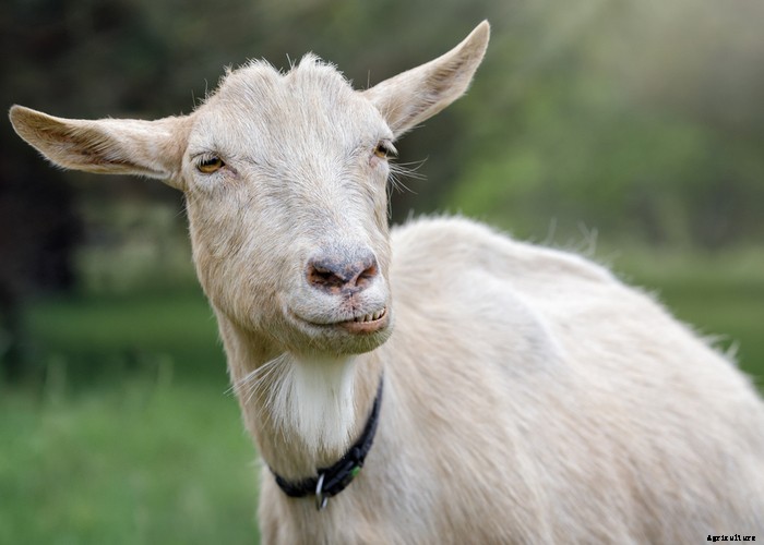 Goat Bloating – Causes, Symptoms, Treatment and Prevention