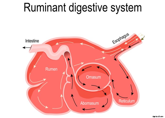 Goat Bloating – Causes, Symptoms, Treatment and Prevention