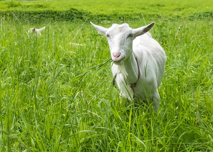 Goat Bloating – Causes, Symptoms, Treatment and Prevention