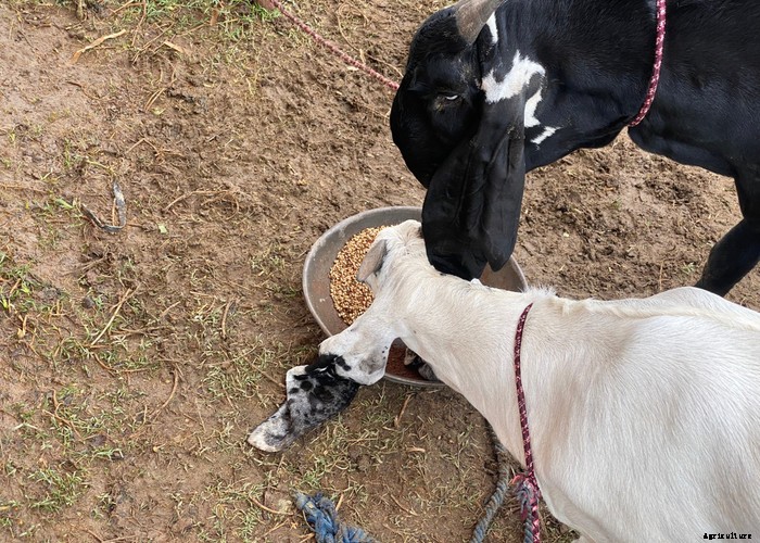 Goat Bloating – Causes, Symptoms, Treatment and Prevention