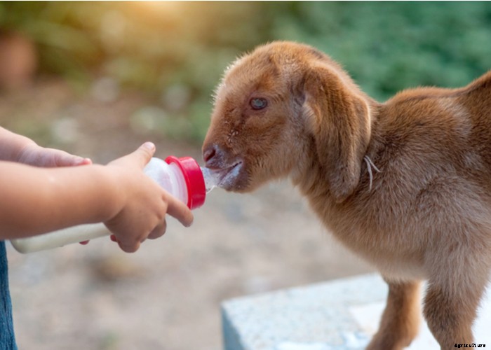 Goat Bloating – Causes, Symptoms, Treatment and Prevention