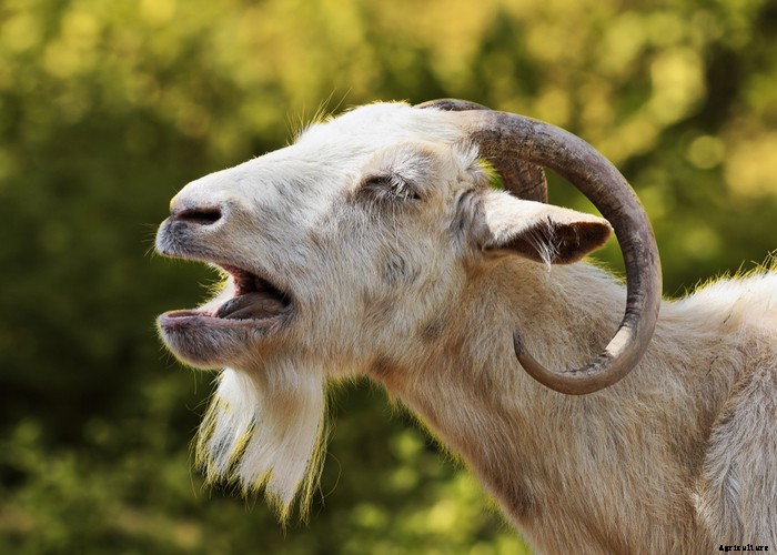 Boredom Busters for Your Goats – 11 Ways to Keep Boredom Away