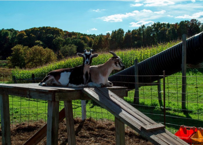 Boredom Busters for Your Goats – 11 Ways to Keep Boredom Away