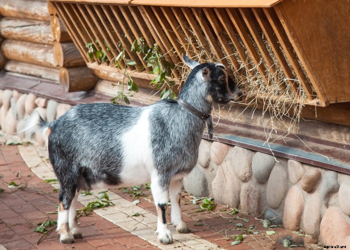 Boredom Busters for Your Goats – 11 Ways to Keep Boredom Away
