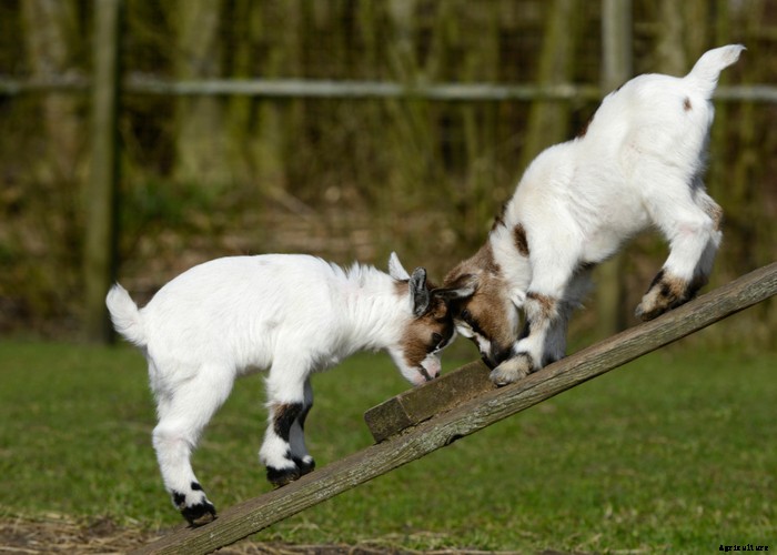 Boredom Busters for Your Goats – 11 Ways to Keep Boredom Away