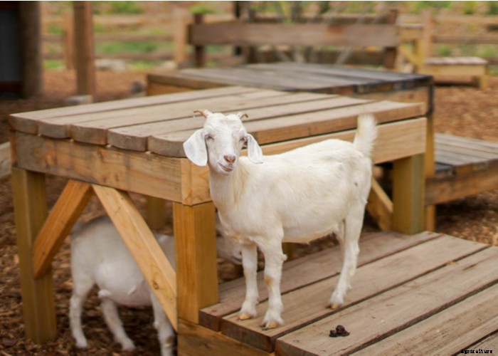 Boredom Busters for Your Goats – 11 Ways to Keep Boredom Away