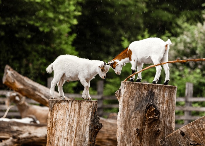 Boredom Busters for Your Goats – 11 Ways to Keep Boredom Away