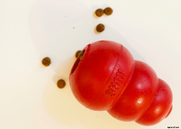 Boredom Busters for Your Goats – 11 Ways to Keep Boredom Away