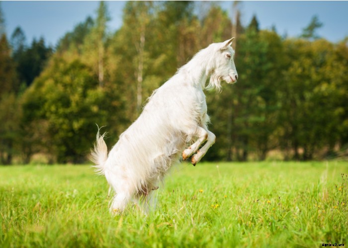 Boredom Busters for Your Goats – 11 Ways to Keep Boredom Away