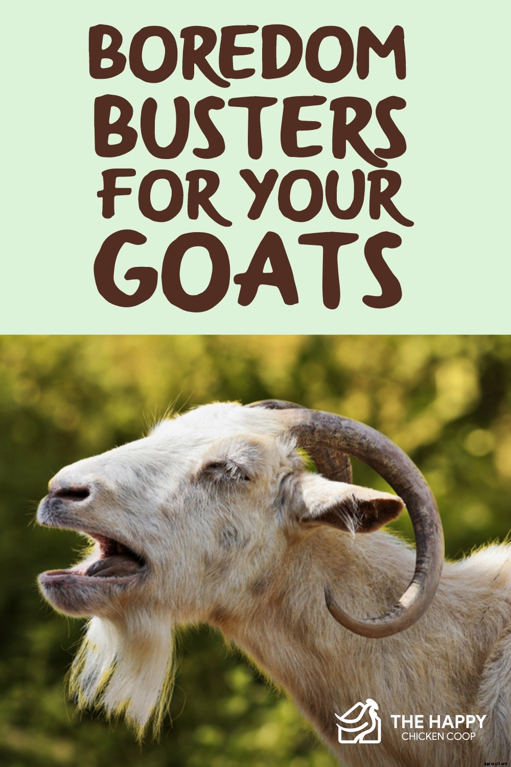 Boredom Busters for Your Goats – 11 Ways to Keep Boredom Away