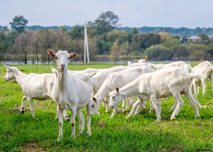 Best Goat Feed – A Helpful Buying Guide 2021