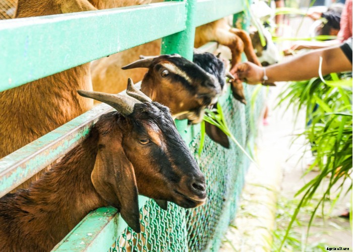 Best Goat Feed – A Helpful Buying Guide 2021