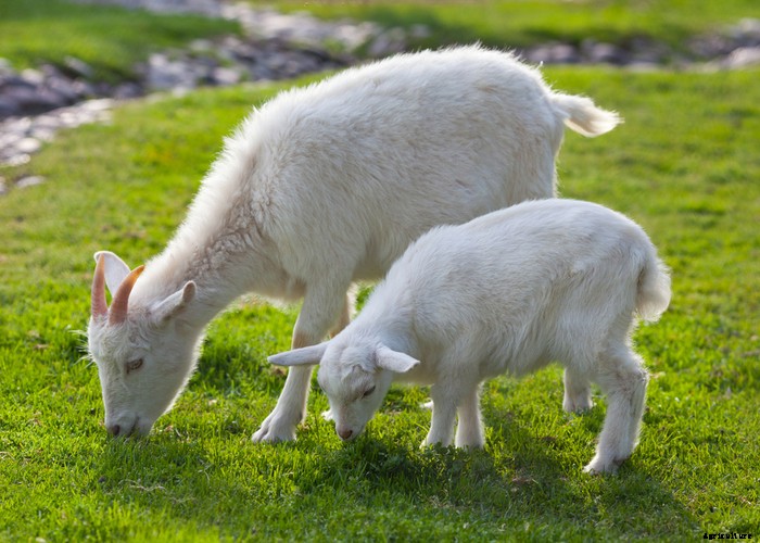 Best Goat Feed – A Helpful Buying Guide 2021