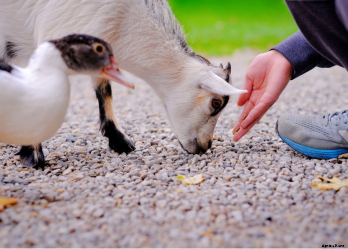 Best Goat Feed – A Helpful Buying Guide 2021