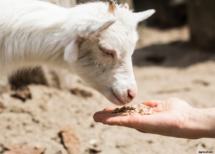 Best Goat Feed – A Helpful Buying Guide 2021