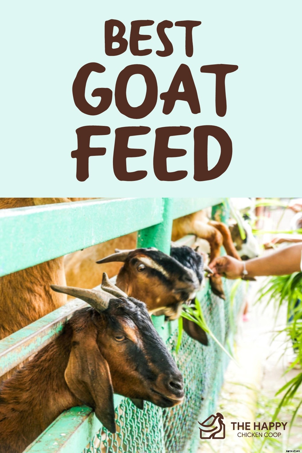 Best Goat Feed – A Helpful Buying Guide 2021