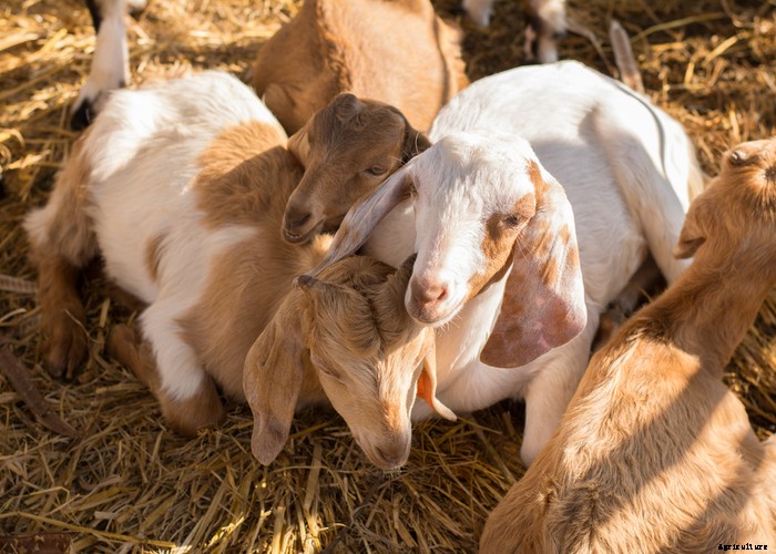 Guideline for Goat Illnesses: Causes, Cures & Prevention