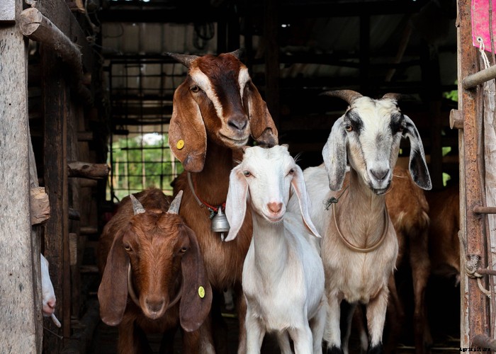 Guideline for Goat Illnesses: Causes, Cures & Prevention