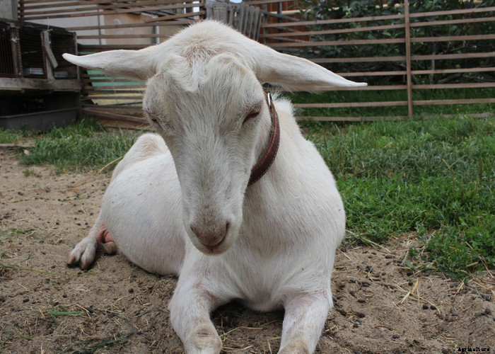 Guideline for Goat Illnesses: Causes, Cures & Prevention