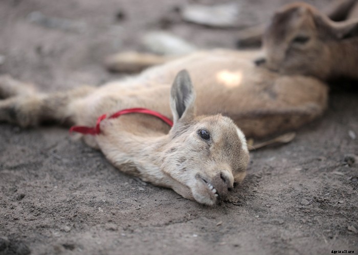 Guideline for Goat Illnesses: Causes, Cures & Prevention