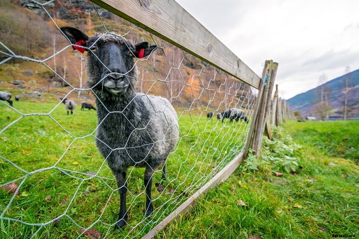 All About Goat Fencing