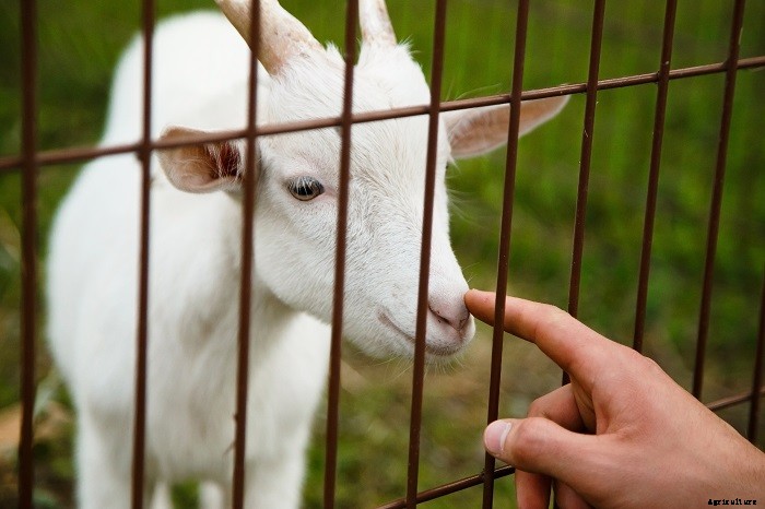 All About Goat Fencing