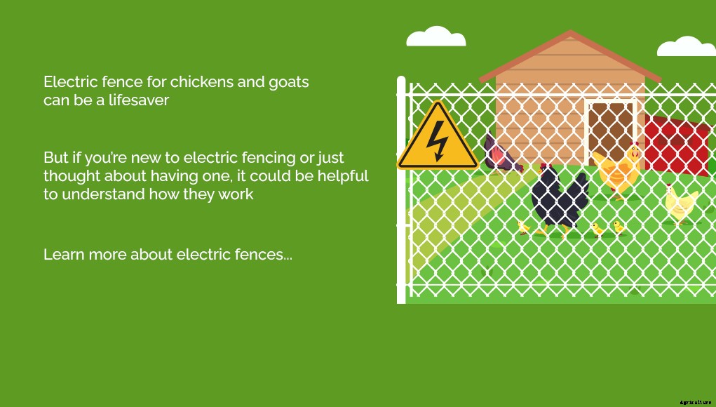Electric Fence for Chickens and Goats