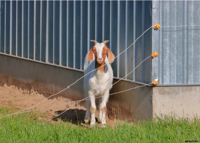 Electric Fence for Chickens and Goats