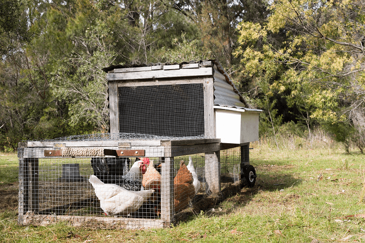 Electric Fence for Chickens and Goats