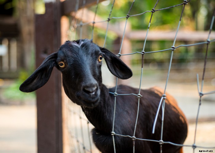 Electric Fence for Chickens and Goats