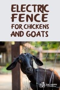 Electric Fence for Chickens and Goats