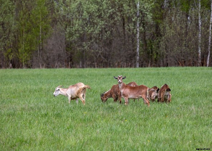 Top 10 Tips For Raising Goats