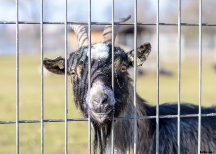 Top 10 Tips For Raising Goats