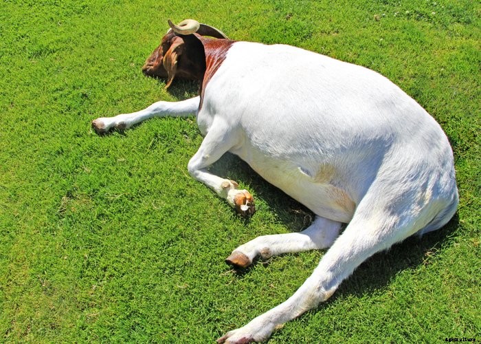 Top 10 Tips For Raising Goats