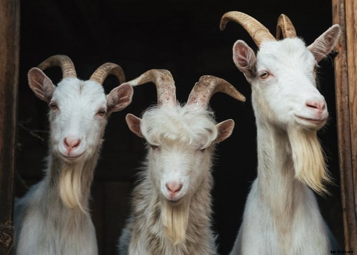 Top 10 Tips For Raising Goats