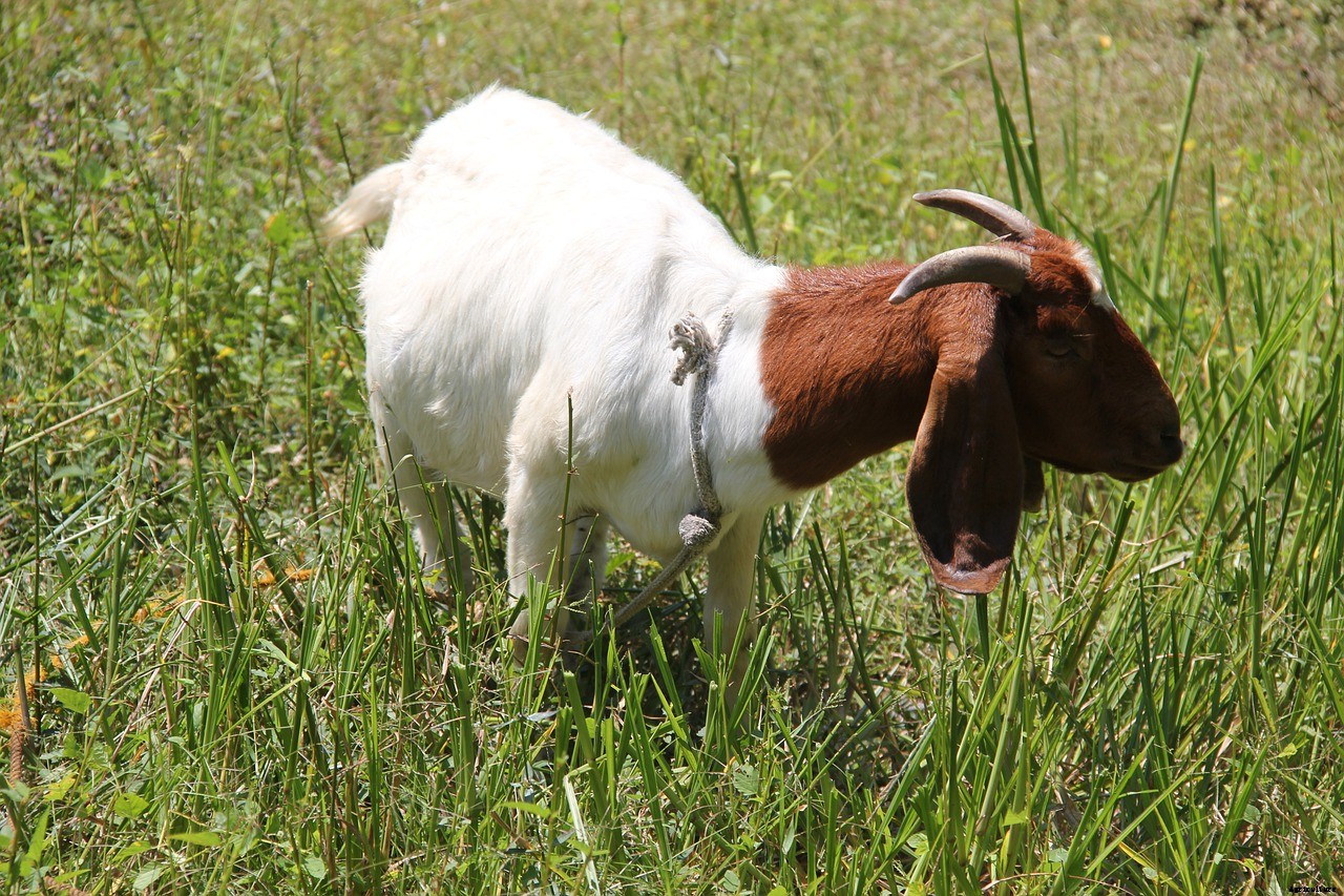 All You Need to Know About Boer Goats