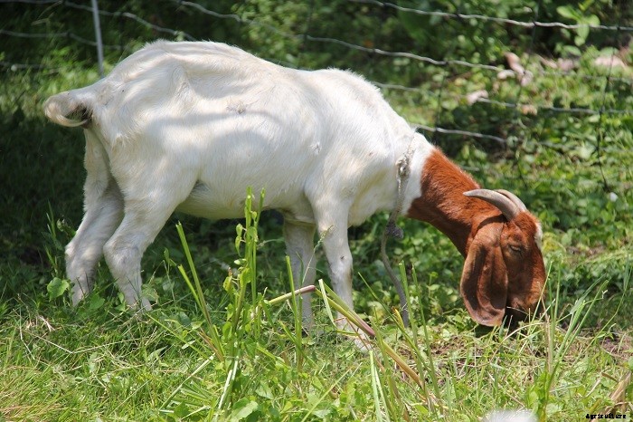 All You Need to Know About Boer Goats
