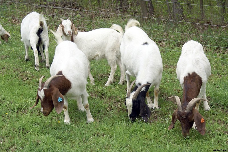 All You Need To Know About Meat Goats