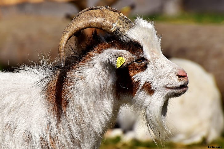 All You Need To Know About Meat Goats