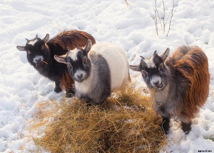 Raising Goats – The Complete How To Guide