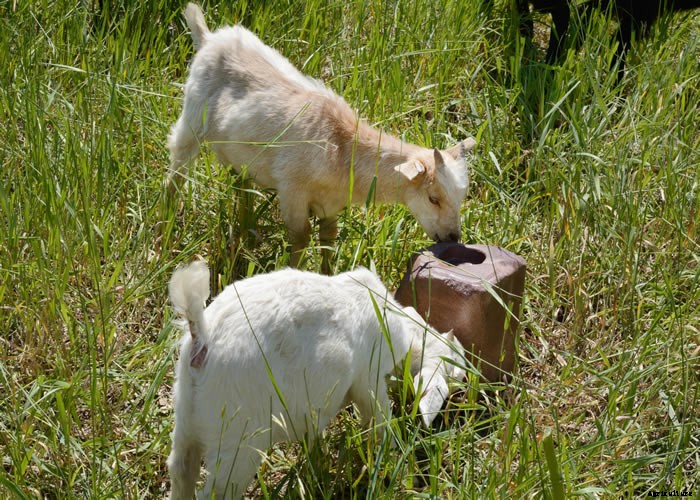 Raising Goats – The Complete How To Guide