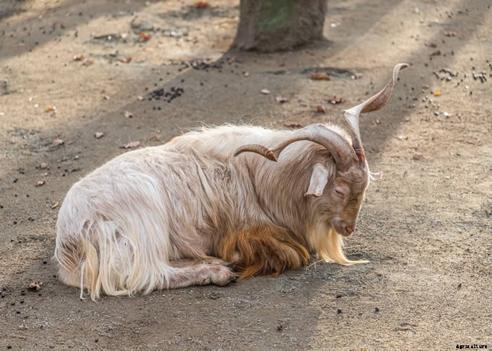 Raising Goats – The Complete How To Guide