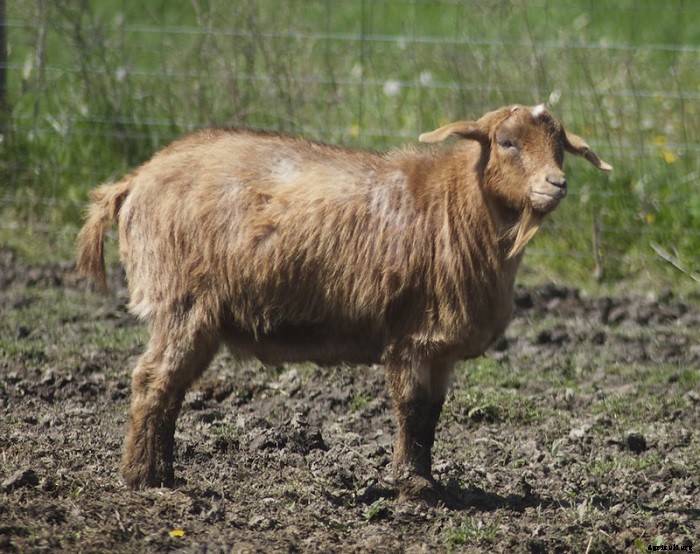 Learn More About Fainting Goats