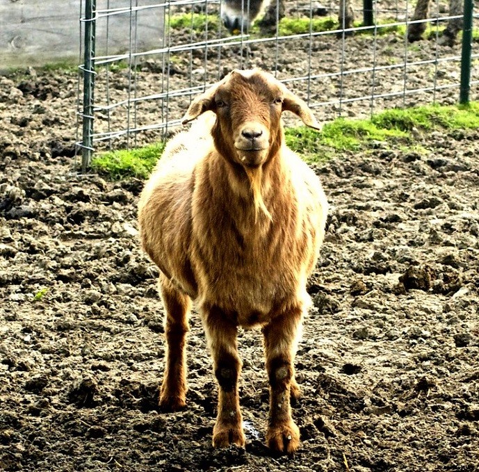 Learn More About Fainting Goats