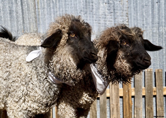 The Goat Breed Guide