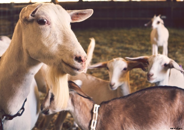 The Goat Breed Guide