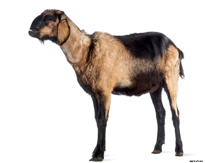Nubian Goats- What you should know