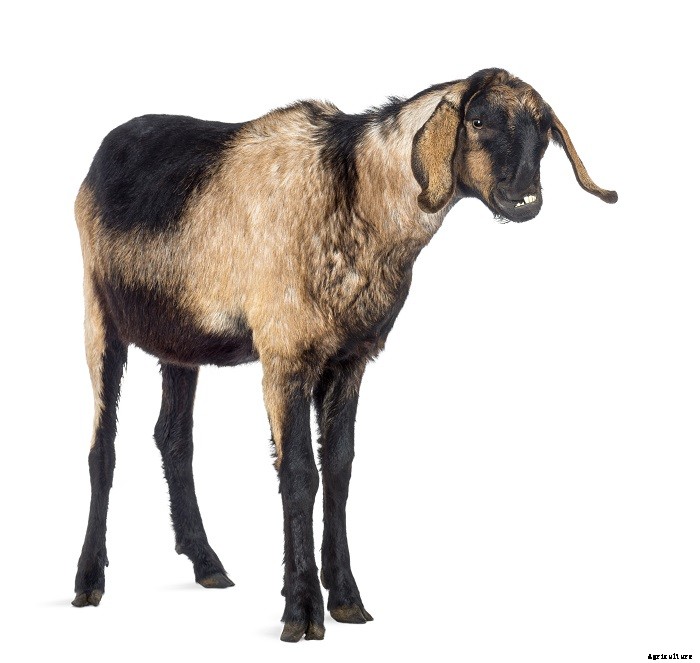 Nubian Goats- What you should know