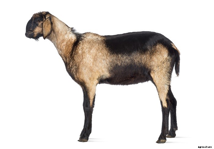 Nubian Goats- What you should know